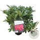 Rhododendron dichr. scyphocalyx 30-40 cm 5,0L struik