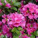 Rhododendron (AJ) 'Fumiko' 20-25 cm 2,0L