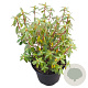 Rhododendron 'Gristede' 25-30 cm 3,5L