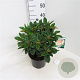 Rhododendron (Y) 'Golden Torch' 30 cm 5,0L