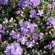 Rhododendron impeditum 25-30 cm 3,5L