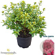 Rhododendron (AJ) 'Isabel' 20-25 cm 2,0L