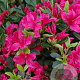 Rhododendron (AJ) 'Kazuko' 30-40 cm 4,0L