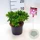 Rhododendron (AJ) 'Königstein' 20-25 cm 2,0L