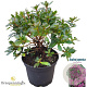 Rhododendron (AJ) 'Königstein' 20-25 cm 2,0L