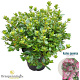 Rhododendron (AJ) 'Königstein' 25-30 cm 4,0L