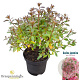 Rhododendron (AJ) 'Mad. van Hecke' 20-25 cm 2,0L