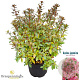 Rhododendron (AJ) 'Mad. van Hecke' 25-30 cm 4,0L