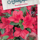 Rhododendron (AJ) 'Moederkensdag' 50-60 cm 20L