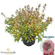 Rhododendron (AJ) 'Momoko' 25-30 cm 4,0L