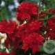 Rhododendron 'Nabucco' 40 cm 5,0L