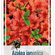 Rhododendron (AJ) 'Brilliant' 25-30 cm 4,0L
