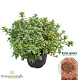 Rhododendron (AJ) 'Brilliant' 25-30 cm 4,0L