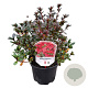 Rhododendron (AJ) 'Maruschka' 20-25 cm 2,0L
