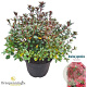 Rhododendron (AJ) 'Maruschka' 25-30 cm 4,0L