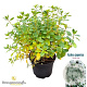 Rhododendron (AJ) 'White Lady' 20-25 cm 2,0L