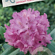 Rhododendron pont. 'Roseum' 30-40 cm 5,0L struik