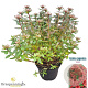 Rhododendron (AJ) 'Radja' 25-30 cm 4,0L