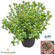 Rhododendron (AJ) 'Rex' 25-30 cm 4,0L
