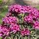 Rhododendron (AJ) 'Sibelius' 30-40 cm 5,0L struik