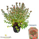 Rhododendron (AJ) 'Stewartstonian' 25-30 cm 4,0L