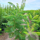 Rhus typhina 'Dissecta' 150-175 cm 20L