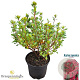 Rhododendron (AJ) 'Toreador' 20-25 cm 2,0L