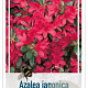 Rhododendron (AJ) 'Toreador' 25-30 cm 4,0L
