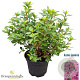 Rhododendron (AJ) 'Violetta' 20-25 cm 2,0L