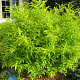 Salix udensis 'Golden Sunshine' 150-175 cm 20L
