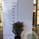 Spiraea jap. 'Genpei' 40-50 cm 5,0L