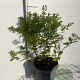 Spiraea jap. 'Manon' 30-40 cm 3,0L