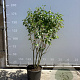 Syringa v. 'And. an Ludwig Späth' 150-175 cm 35L
