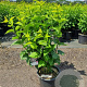 Syringa v. Beauty of Moscow 100-125 cm 20L