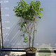 Syringa v. Beauty of Moscow 175-200 cm 35L
