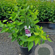 Syringa v. 'Charles Joly' 100-125 cm 20L