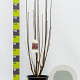 Syringa v. 'Charles Joly' 100-125 cm 20L