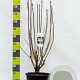 Syringa v. 'Mme Lemoine' 100-125 cm 20L