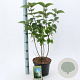 Syringa v. 'Mme Lemoine' 40-50 cm 5,0L