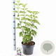 Syringa v. 'Mme Lemoine' 40-50 cm 5,0L
