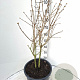 Syringa v. 'Michel Buchner' 80-100 cm 20L