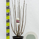 Syringa v. 'Sensation' 100-125 cm 20L