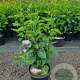 Syringa v. 'Sensation' 100-125 cm 20L