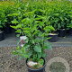 Syringa v. 'Sensation' 100-125 cm 20L