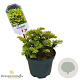 Taxus b. 'Summergold' 20-25 cm 2,0L