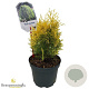 Thuja occ. 'Aurea Nana' 25-30 cm 2,0L