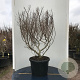 Ulmus minor 'Jacqueline Hillier' 80-100 cm 20L