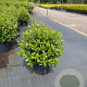 Viburnum tin. 'Eve Price' 60-80 cm 20L