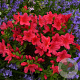 Rhododendron (AJ) 'Nico' 25-30 cm 4,0L