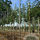 Malus domestica 'Schone van Boskoop' 16-18 cm draadkluit